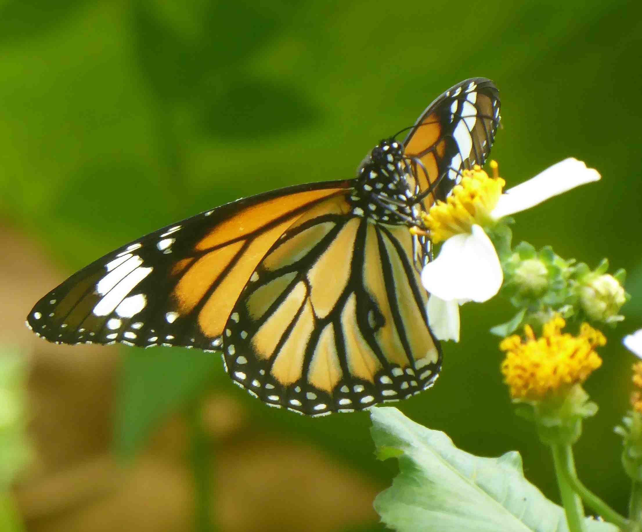 Danaus genutia Danaus genutia